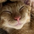 幸せそうに眠る茶トラ猫→にっこり表情がかわいいと思ったら…二度見必…