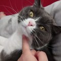 猫の『べた惚れサイン』3選！こんな行動をしていたらあなたに惚れ込ん…