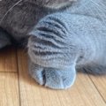 折りたたまれた猫の前足→ポーズの『名前』と『意味』がSNSで話題となり2,2…