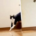 何匹もネコのいる家→階段の下から『１匹だけ』呼んでみたら…想定外な『笑…