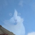 家の外から写真を撮ったら、『猫神様？』…まさかすぎる『空の光景』が14万…