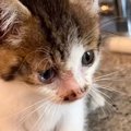 猫嫌いの旦那が『道で倒れていた子猫』を連れて帰ってきて…１年間の変…