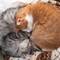猫の『丸まり方』から気持ちが読み取れる？3つのフォルム別の心理から丸く…