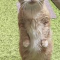 久しぶりに猫が立ち上がったかと思ったら…顔を見てみると→『まさかの…