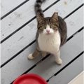 ケガをして『助けを求めてやってきた野良猫』→保護しようとしたら、夜に……