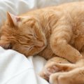 猫が『死ぬ前』にすることは？５つの行動