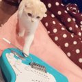 ギターに近づいてきた『ビビりな猫』→飼い主さんが音を鳴らしてみたら…