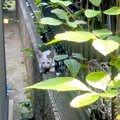 『大きい声で鳴いてくれてありがとう』真夏の暑い日に赤ちゃんネコを発見…