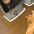 こんなに長かったの？ストーブ前でびよ〜んっと伸び切る茶トラ猫さん…