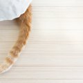 猫がパタパタと『しっぽを床に打ちつけている』ときの気持ち3つ