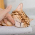 猫を喜ばせる飼い主からの5つの『愛情表現』♡