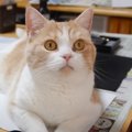 娘が夏休みの宿題に取り掛かろうとしたら……猫が見せた『可愛すぎる行…