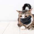 猫の『咳』の原因は？考えられる病気5つと対処法