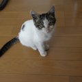 愛猫マオと出会えたいくつもの偶然に感謝