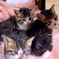生後２ヶ月で保健所に持ち込まれた猫→母親とはぐれた子猫も続けて保護した…