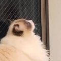 DIYで『キャットウォーク』を作った結果…高いクオリティと『猫の反応』に…