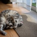 猫が『見ないでほしい』と思っている部位やタイミング４選！もしかし…