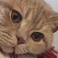 元気に遊んでいた猫→『急に静かになった』と思ったら…心臓が止まりそうに…