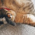 猫がとんでもない体勢で……撮らずにはいられなかった『まさかの光景』に8万…