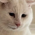 元野良猫を『動物病院』に連れて行こうとした結果→キャリーへの移動に…