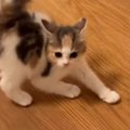 小さな体で先輩猫に『やんのか』していた子猫→しばかれまくった結果…まさ…
