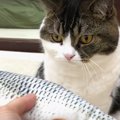 復活したお気に入りのおもちゃにまさかの反応をした猫さん！