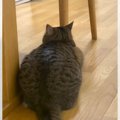 退屈そうな猫に『遊ぶ？』と声をかけてみたら…愛おしすぎる反応が105…