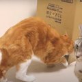 ビックリ！ダンボールを被った猫ちゃんの高速発進