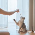 猫の『おもちゃ』にして遊ばせてはいけない物3選　知らないと怖いリス…