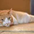 猫と暮らすなら『フローリングか畳』どっちがいい？メリット・デメリット…