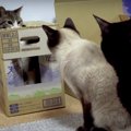 ダンボールからお顔がひょっこり！バレてないようで実はバレてる猫ち…