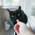猫に『おやつをあげるベストタイミング』3選　時間は決めたほうがいい？1…