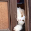 『脱走したがる猫』に共通している特徴4つ　あなたの愛猫はどう？防ぐ…