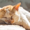 12年の時を経て再会した21歳の愛猫！　余生は愛する家族のもとで　カ…