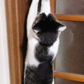 ドアの前で『二足立ち』する猫→両方のおててを伸ばして…とんでもなく…