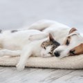 猫と犬9つの飼い方の違い