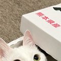 メロン箱が好きすぎて入り込んだ猫→フタを閉めてみると……猫が見せた『可愛…
