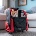 愛猫を救う『非常用持ち出し袋』必ず入れるべき5つのもの　収納場所や中身…