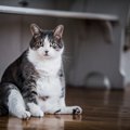 猫の『座り方に違和感』があるときに考えられる病気5つ　見逃せない症状か…