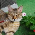 猫の『目が内側に寄って見える』のはなぜ？考えられる3つの原因　視力…