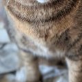 『やっつけておいたよー』朝起きると、破れた新聞紙の上に座っていた…