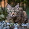 ふとした瞬間に感じる『猫のカッコいい一面』5選　思わず見惚れてしまう姿…