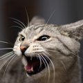 猫が『嫌いな人』にしかしない鳴き方3選　この鳴き声を聞いたら、どう…