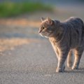 猫にも『帰巣本能』がある？考えられる5つの説　遠くからでも自力で帰…