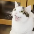 家事で忙しいママに『構ってほしい猫』→力強く鳴いて…ほのぼのしたや…