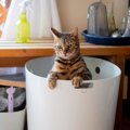 猫が排泄した後に『砂をかけない』ときの理由3つ　放置しても問題ない？環…