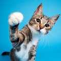 猫が飼い主に『ちょっかい』をだしているときのサイン3つ　その行動に込め…