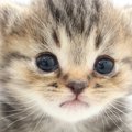 猫が最強に可愛い！3つの理由、エピソード