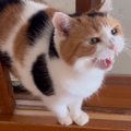 『いつもより早く帰宅したら……』三毛猫が見せた反応が可愛すぎると14万700…