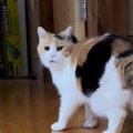 三毛猫が撮影されていることに気が付いて…次の瞬間→想像を超えてくる…